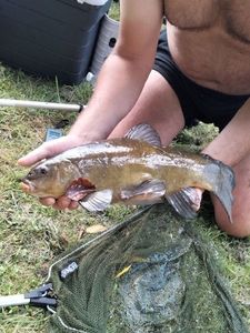 Tench