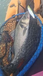 European Bass (Seabass)