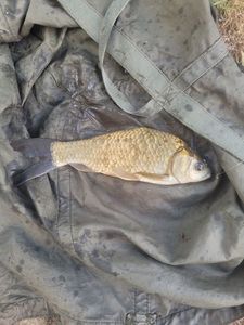 Crucian Carp