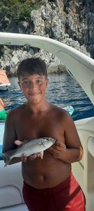 Greater Amberjack