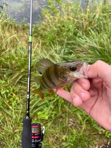 European Perch