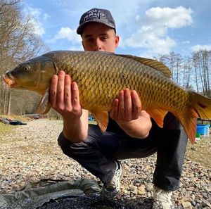 Common Carp