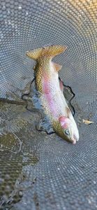 Rainbow Trout