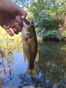 Largemouth Bass