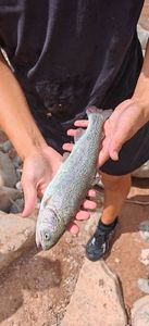 Rainbow Trout