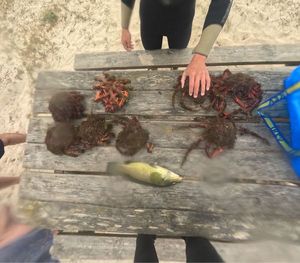 European Spider Crab
