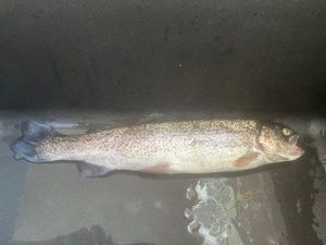 Rainbow Trout