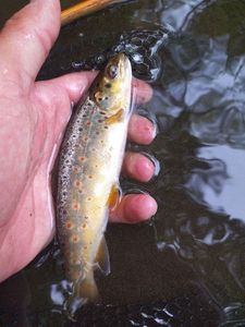 Brown Trout