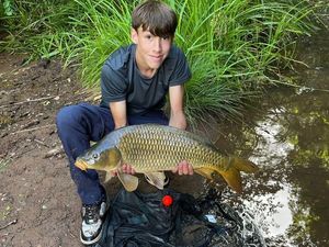 Common Carp