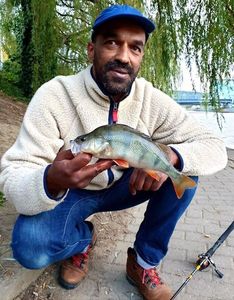 European Perch