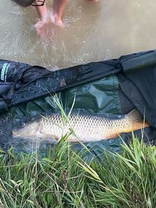 Common Carp