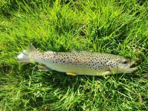 Brown Trout