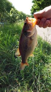 Smallmouth Bass