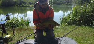 Common Bream