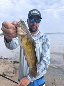 Yellow Bullhead