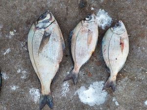 Black Seabream