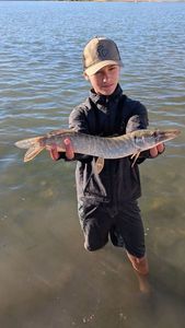 Northern Pike