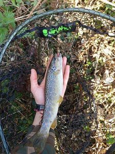 Brown Trout