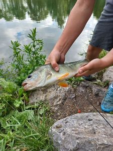 European Perch