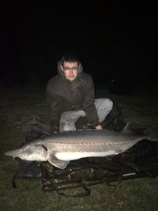 Beluga Sturgeon (European Sturgeon)