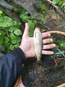 Brown Trout