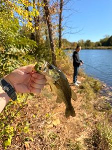 Largemouth Bass