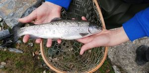 Rainbow Trout