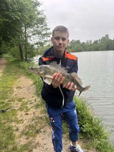Zander