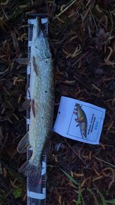 Northern Pike
