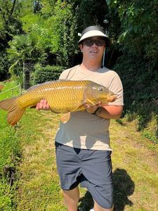 Common Carp