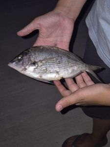 White Seabream