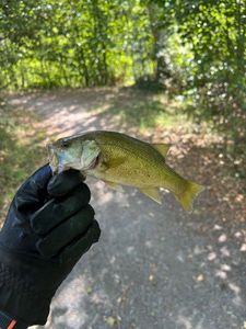 Largemouth Bass