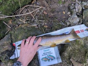 Brown Trout
