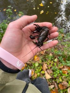 Noble Crayfish