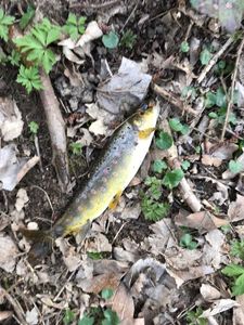 Brown Trout