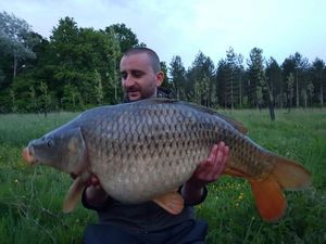 Common Carp