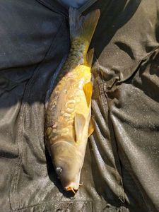 Mirror Carp