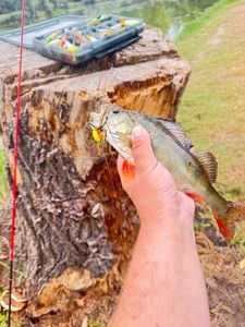 European Perch