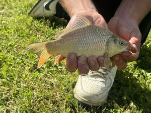 Crucian Carp