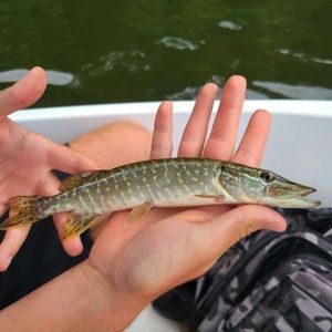 Northern Pike