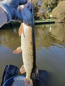 Northern Pike