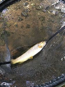 Brown Trout