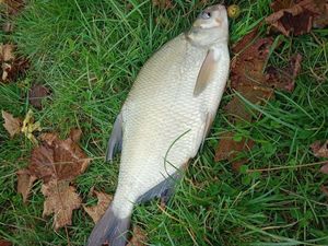 Common Bream