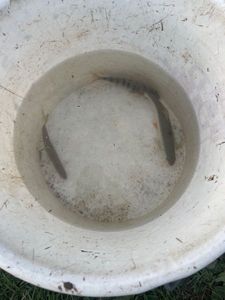 Roach