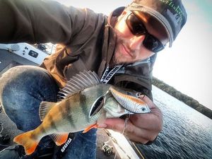 European Perch