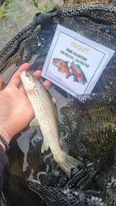 Brown Trout
