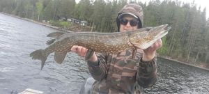 Northern Pike