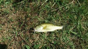 Largemouth Bass