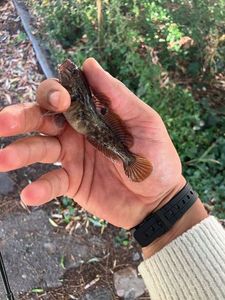 Round Goby