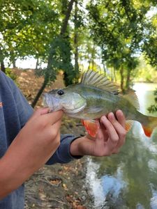 European Perch